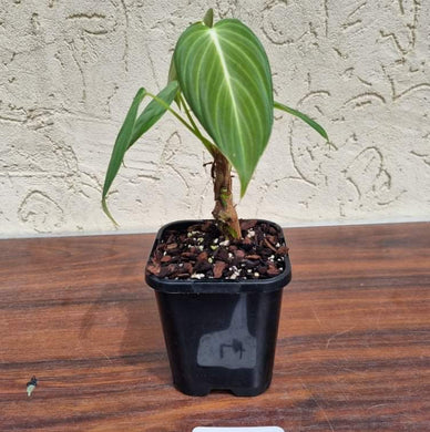 #4 Philodendron Glorious (Melanochrysum x Gloriosum) - Well rooted and shot cutting