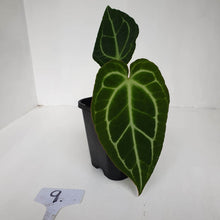 Load image into Gallery viewer, #9 Anthurium Crystallinum Hybrid