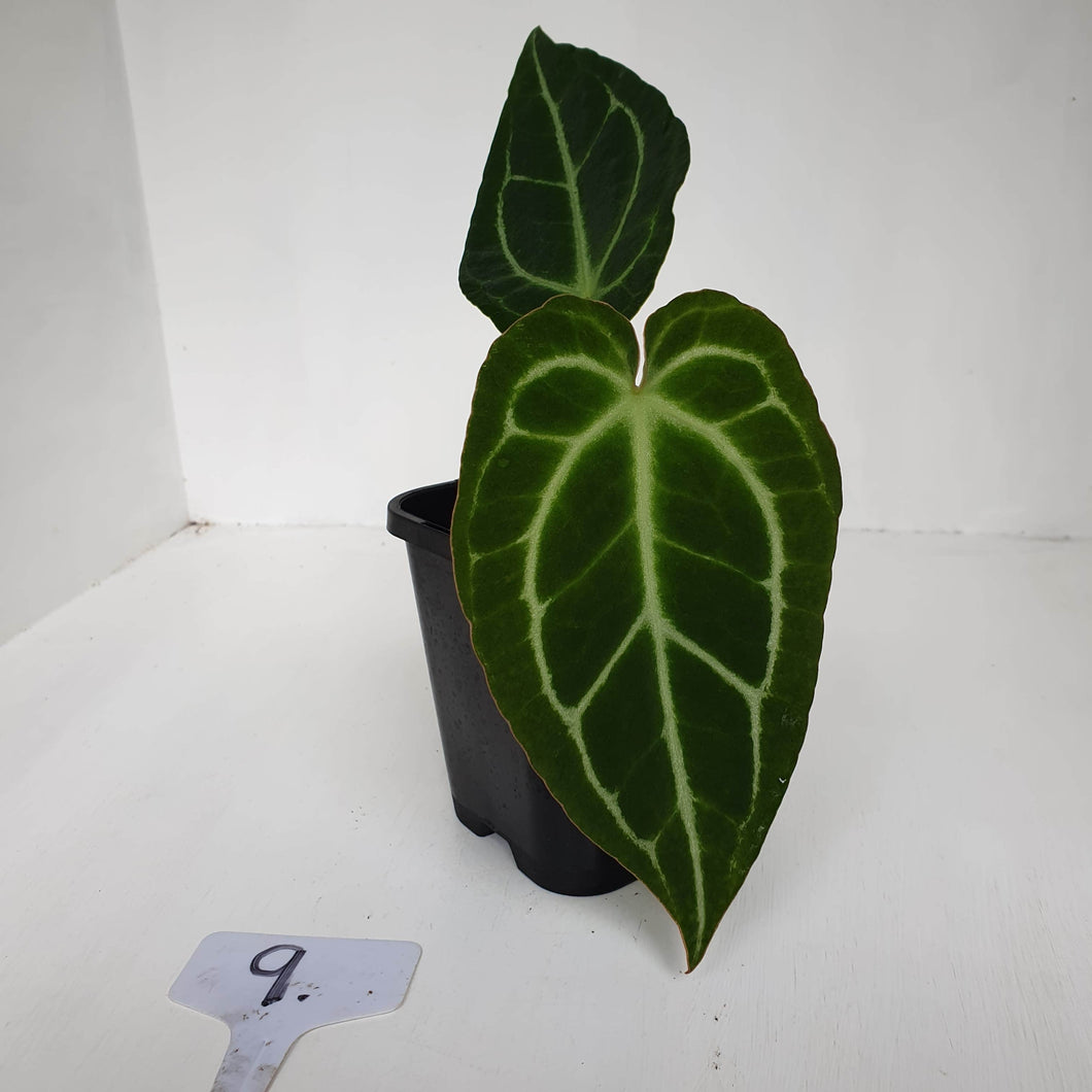 #9 Anthurium Crystallinum Hybrid