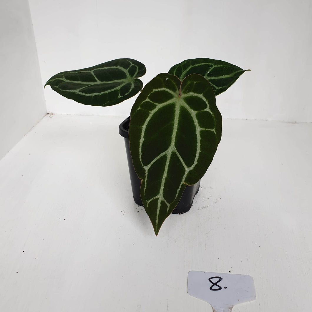 #8 Anthurium Crystallinum Hybrid