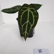Load image into Gallery viewer, #8 Anthurium Crystallinum Hybrid
