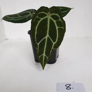 #8 Anthurium Crystallinum Hybrid