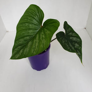 Philodendron Mamei