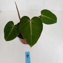 Load image into Gallery viewer, #4 Philodendron Gloriosum