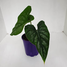 Load image into Gallery viewer, Philodendron Mamei