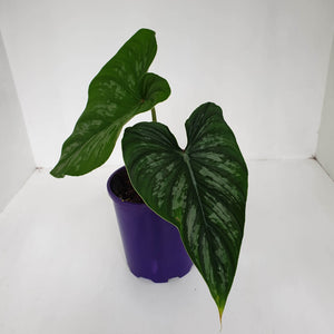 Philodendron Mamei