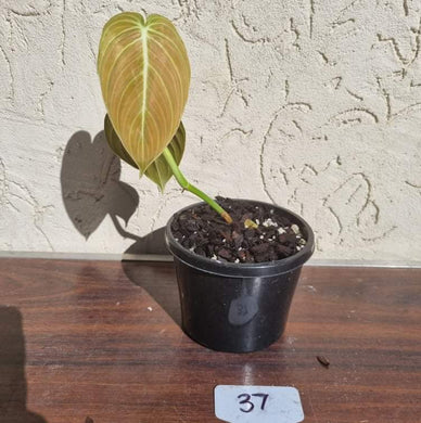 #37 Philodendron Melanochrysum