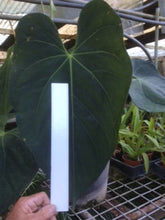 Load image into Gallery viewer, Anthurium &#39;Dark Night&#39;